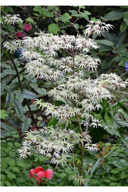 Клён веерный / пальмолистый / япоский Укигумо